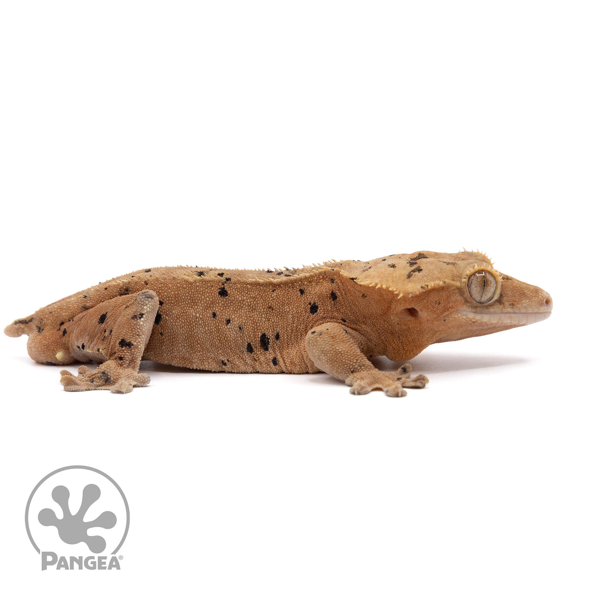 Cr-2198 facing right