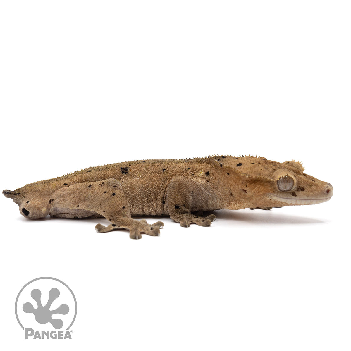 Cr-2202 facing right