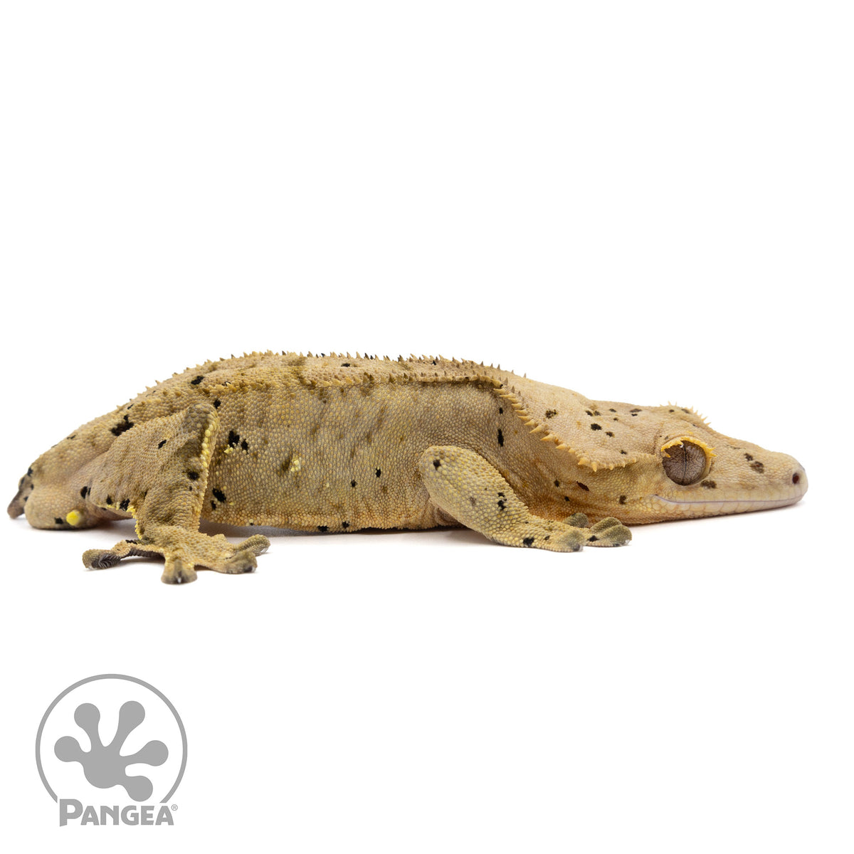 Cr-2208 facing right