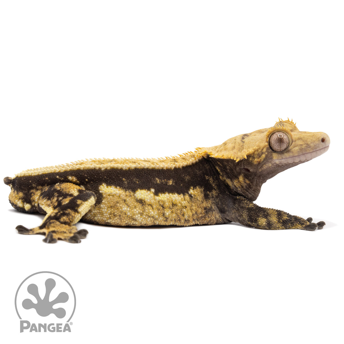 Cr-2211 facing right