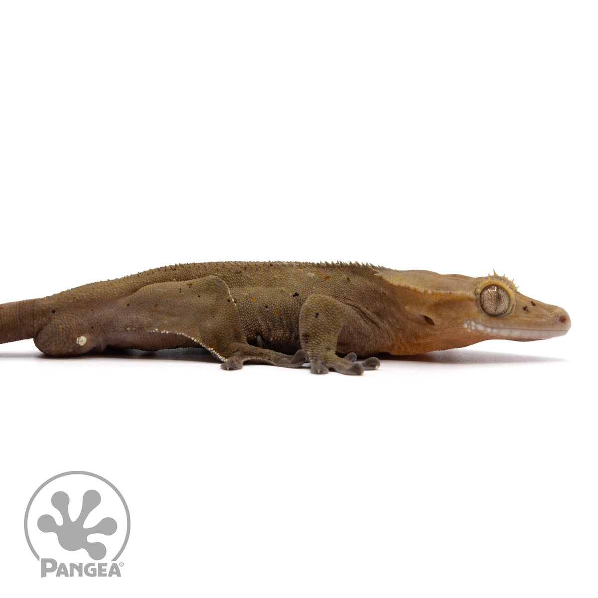 Cr-2212 facing right