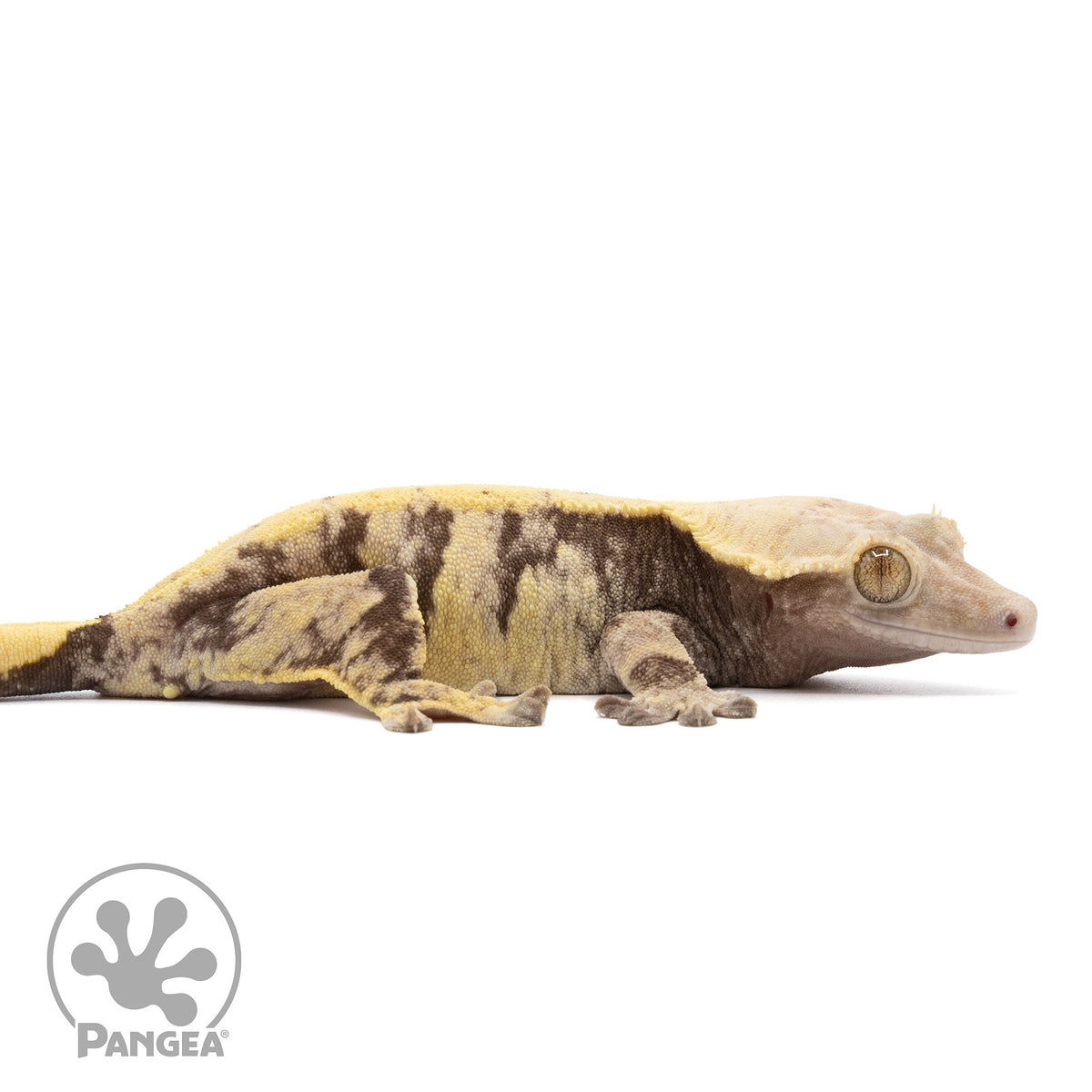 Cr-2215 facing right