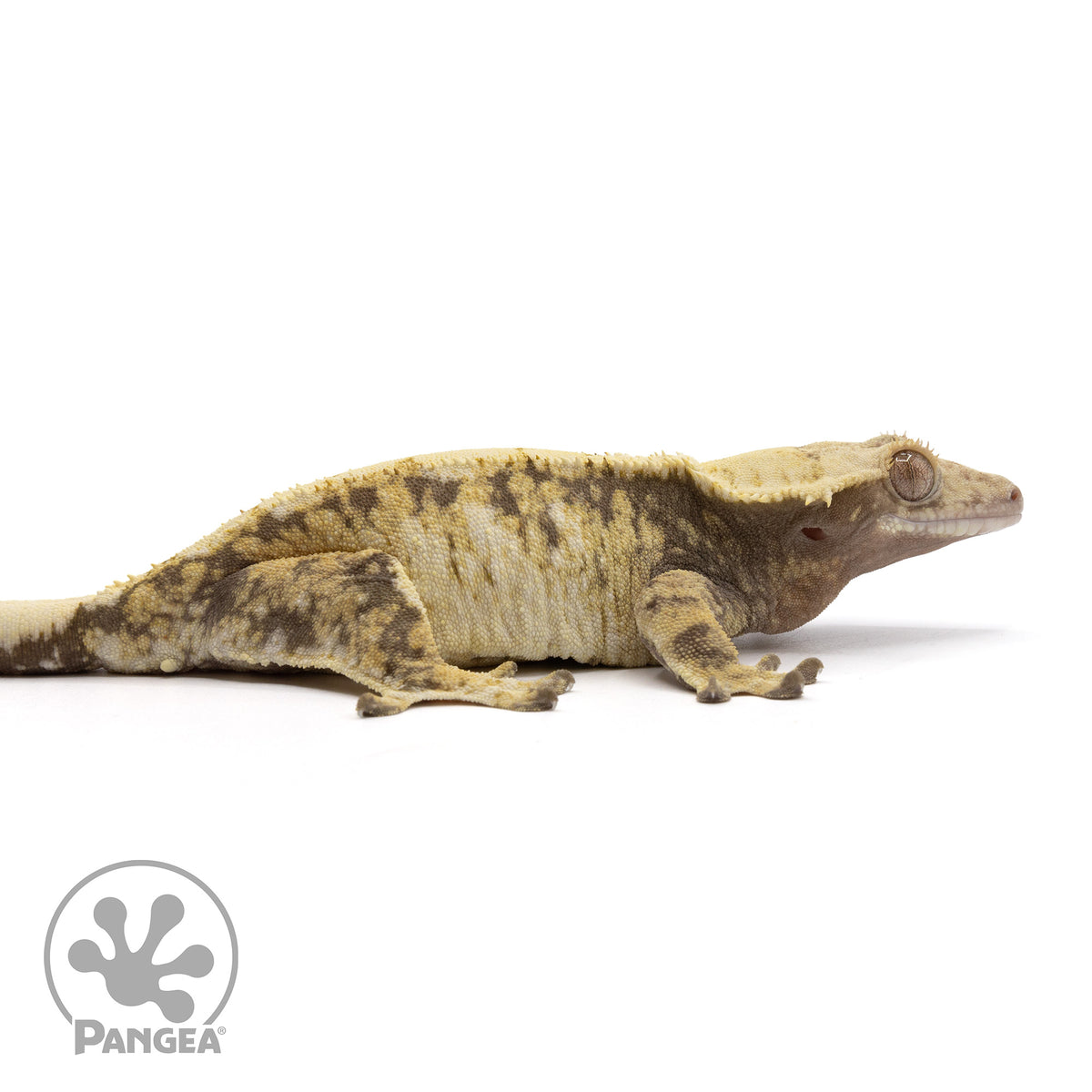 Cr-2216 facing right