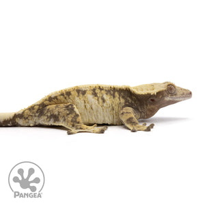 Cr-2216 facing right