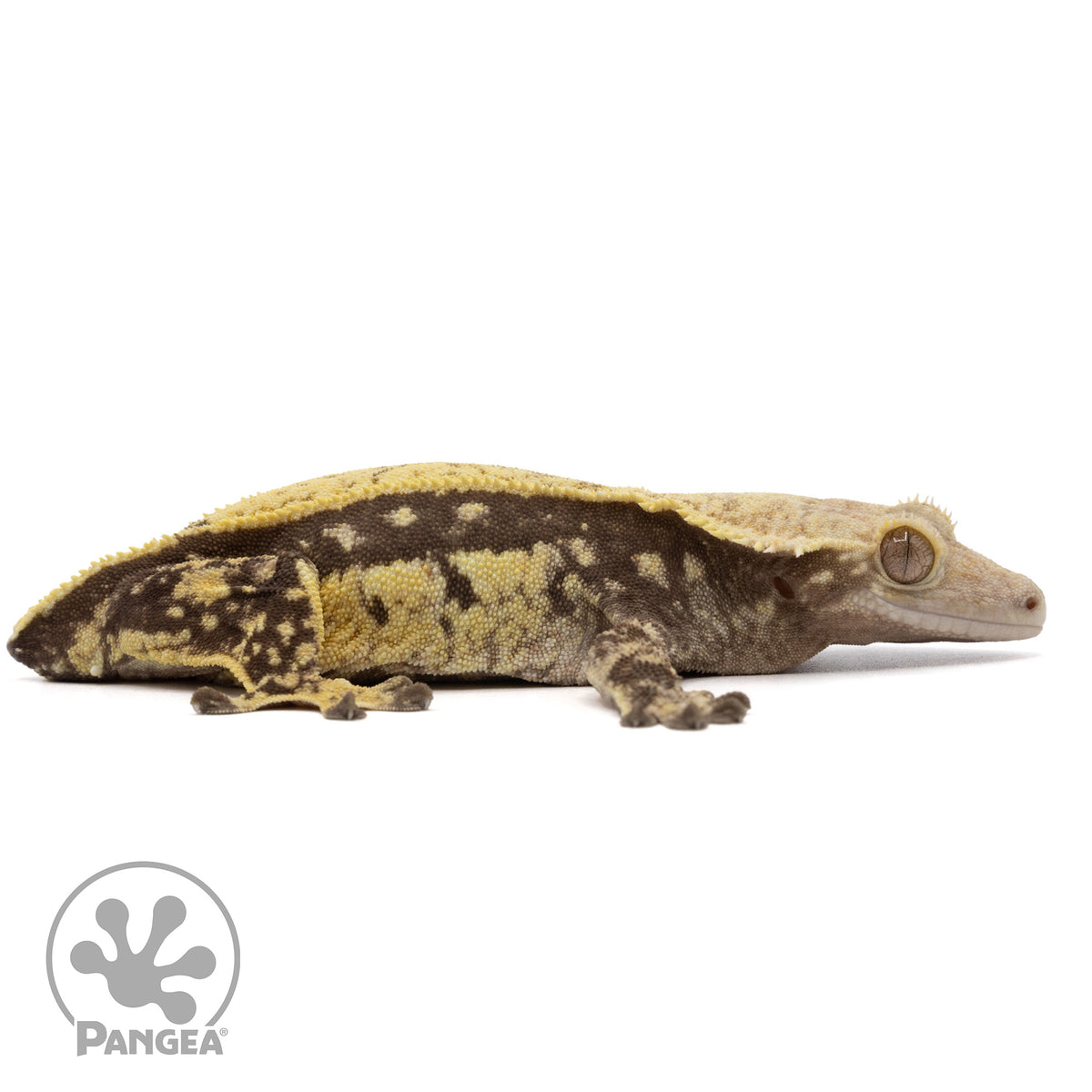 Cr-2221 facing right