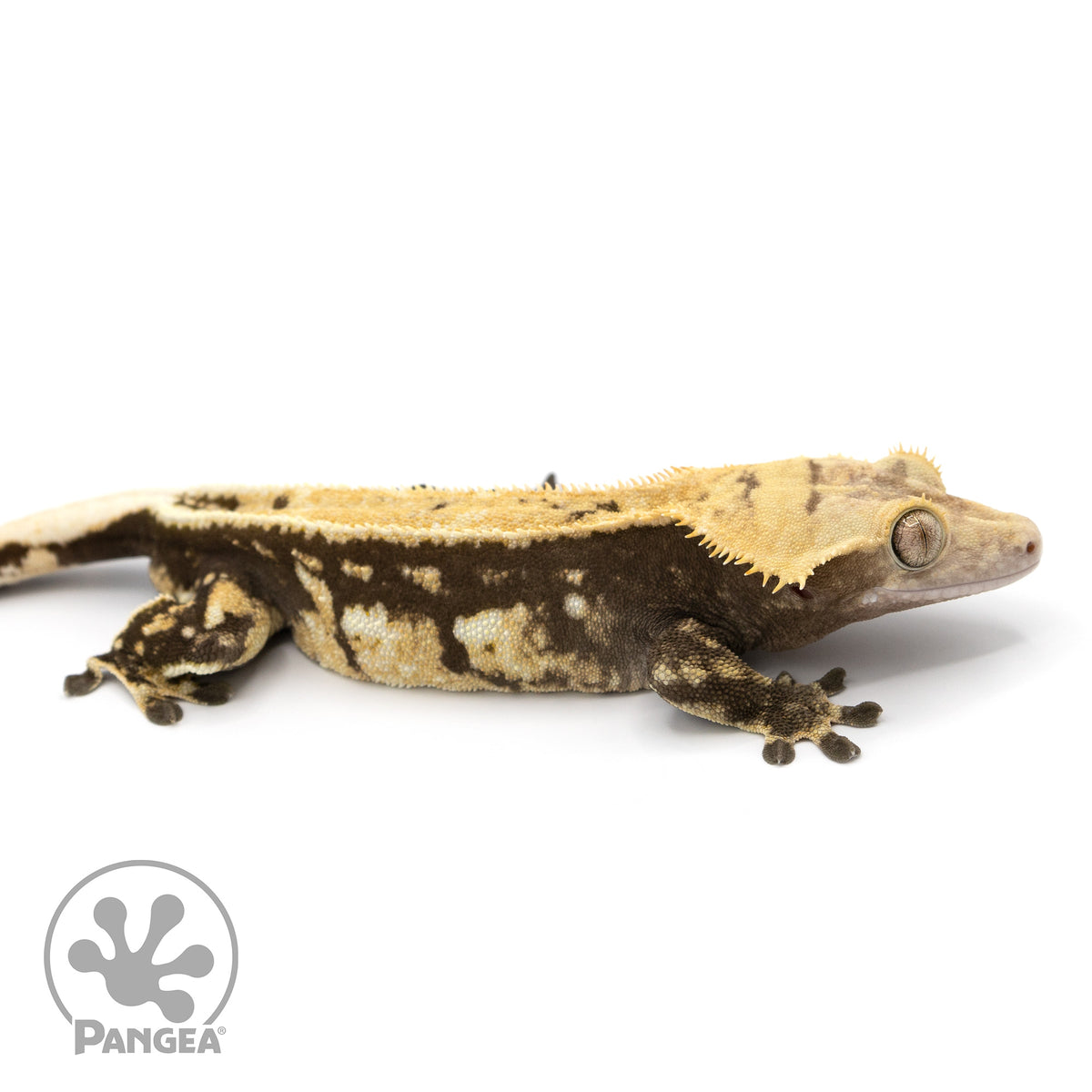 Male Pinstripe Crested Gecko Cr-1225 facing right