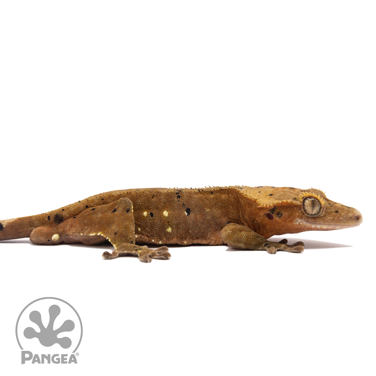 Cr-2230 facing right