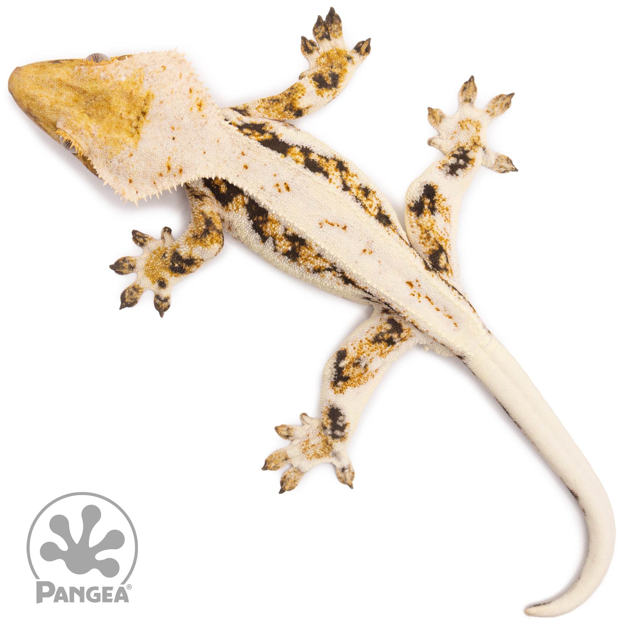 peace lily crested gecko Male Tricolor Lilly White Crested Gecko | Pangea Reptile | Cr-2259