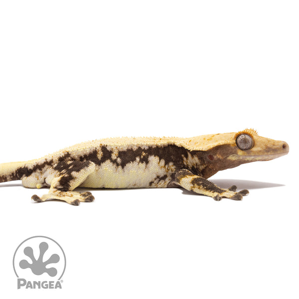 Male Lilly White Crested Gecko | Pangea Reptile | Cr-2260
