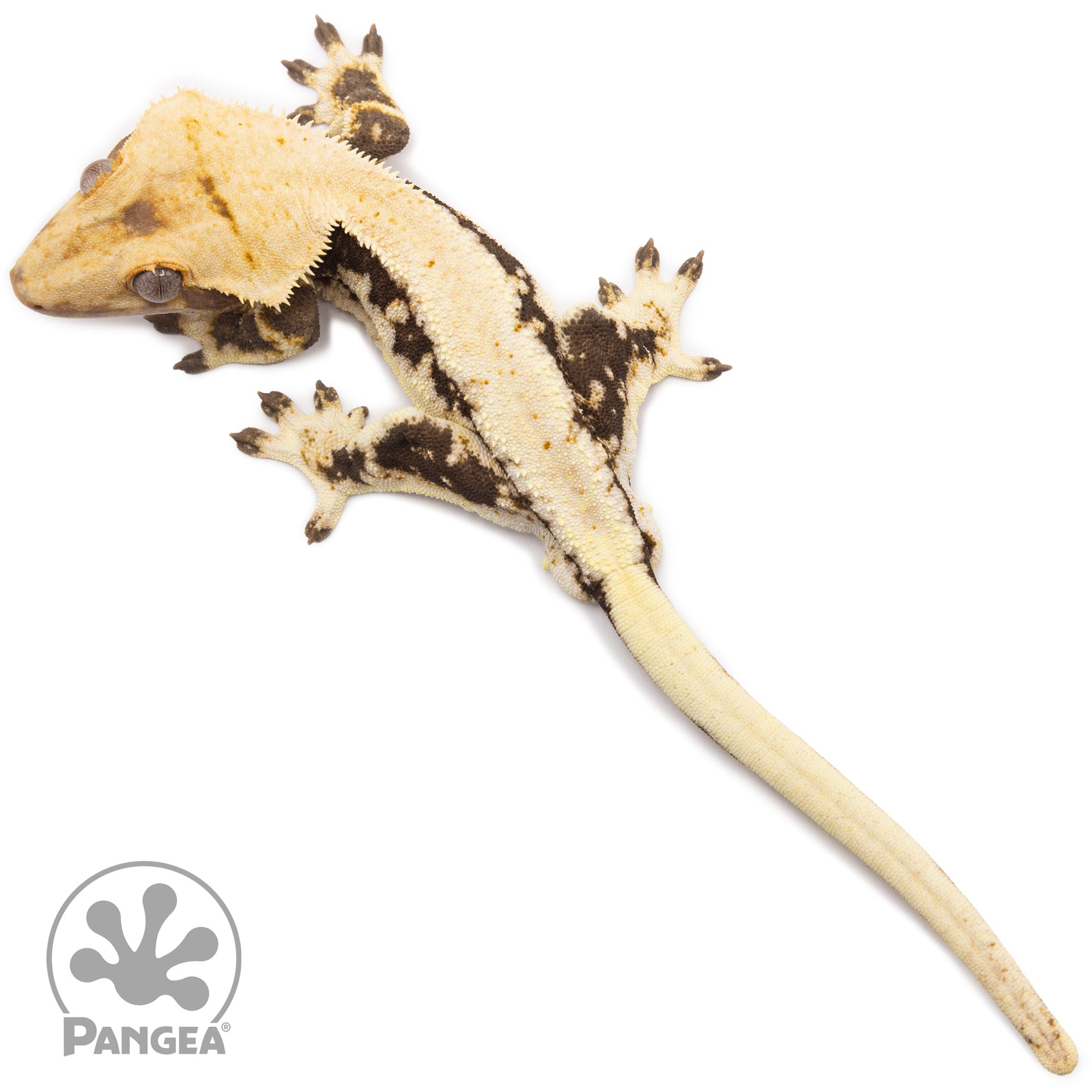 crested gecko white lily Male Lilly White Crested Gecko | Pangea Reptile | Cr-2260