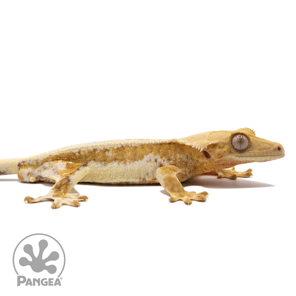 Cr-2265 facing right