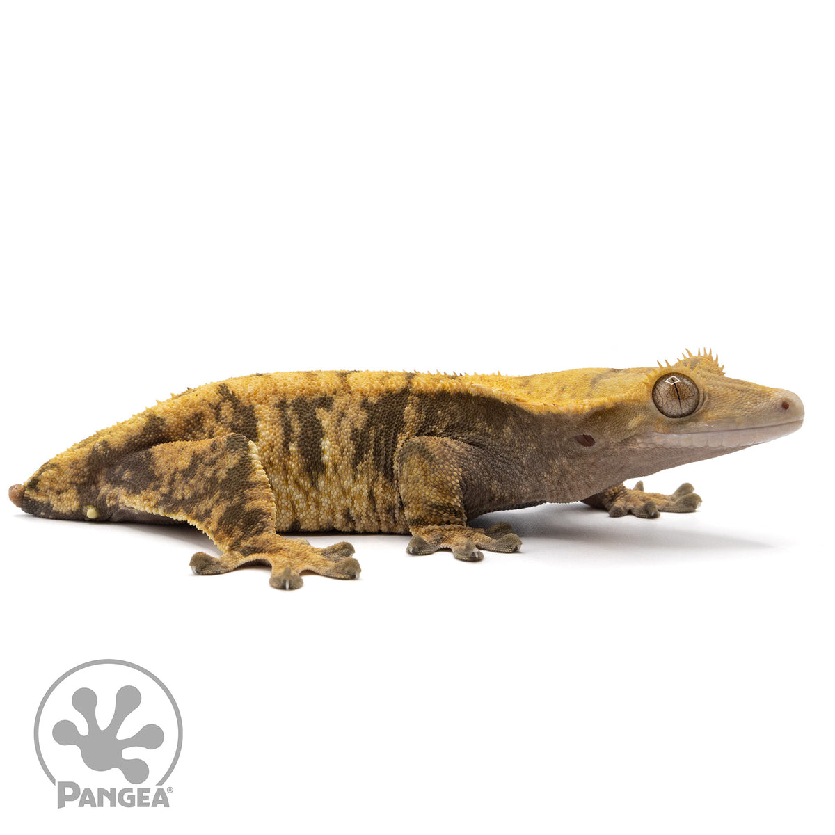 Cr-2272 facing right