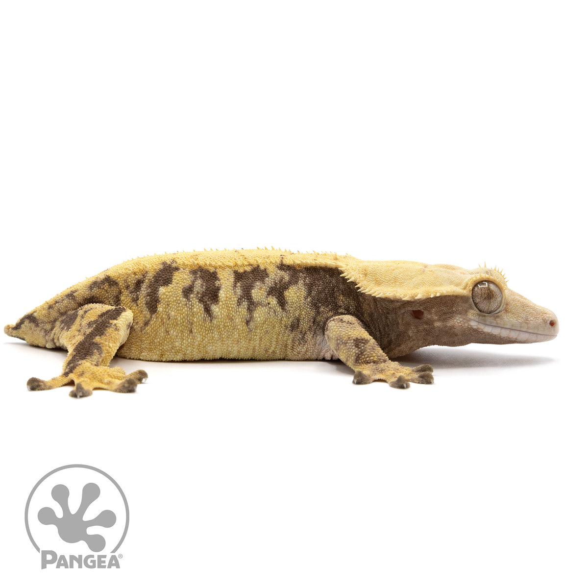 Cr-2273 facing right