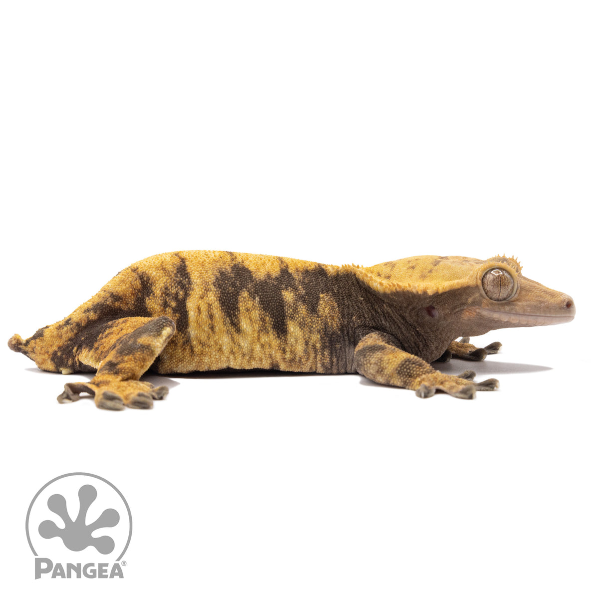 Cr-2277 facing right