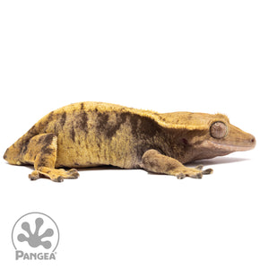 Cr-2278 facing right