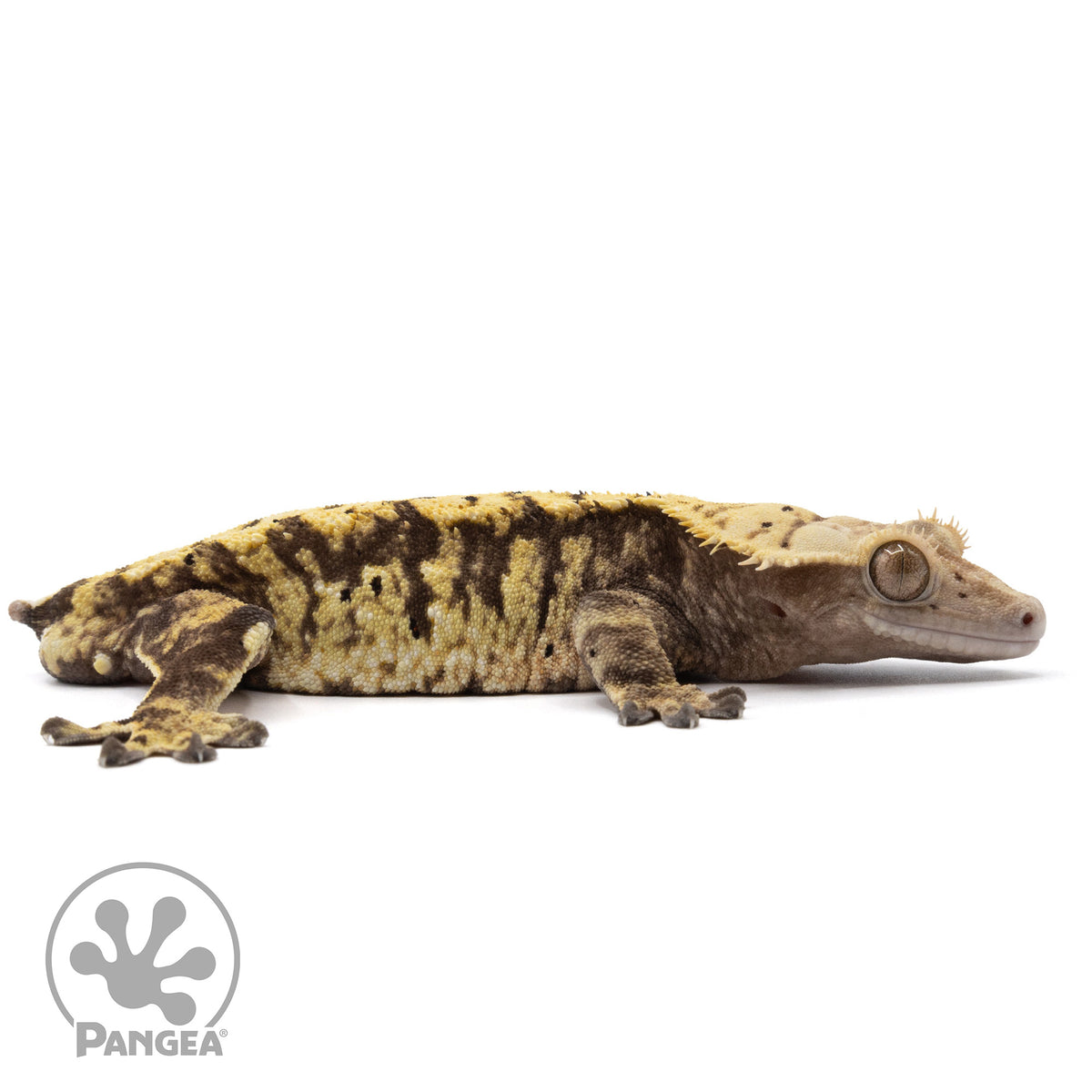 Cr-2280 facing right