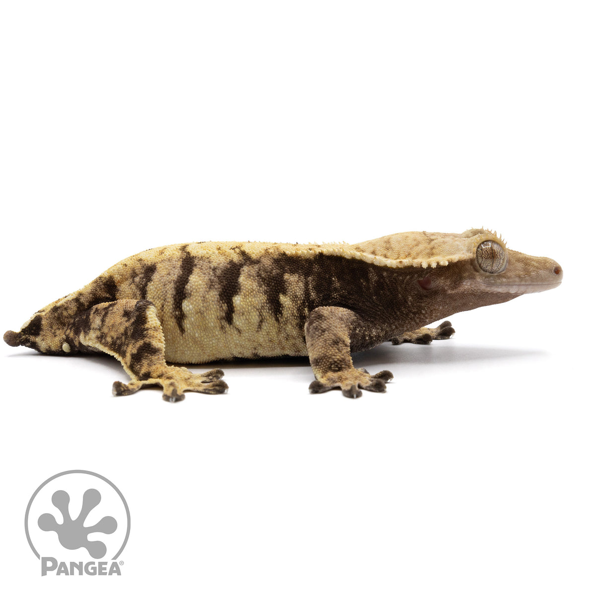 Cr-2281 facing right