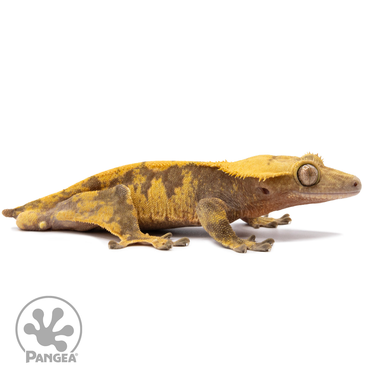 Cr-2282 facing right