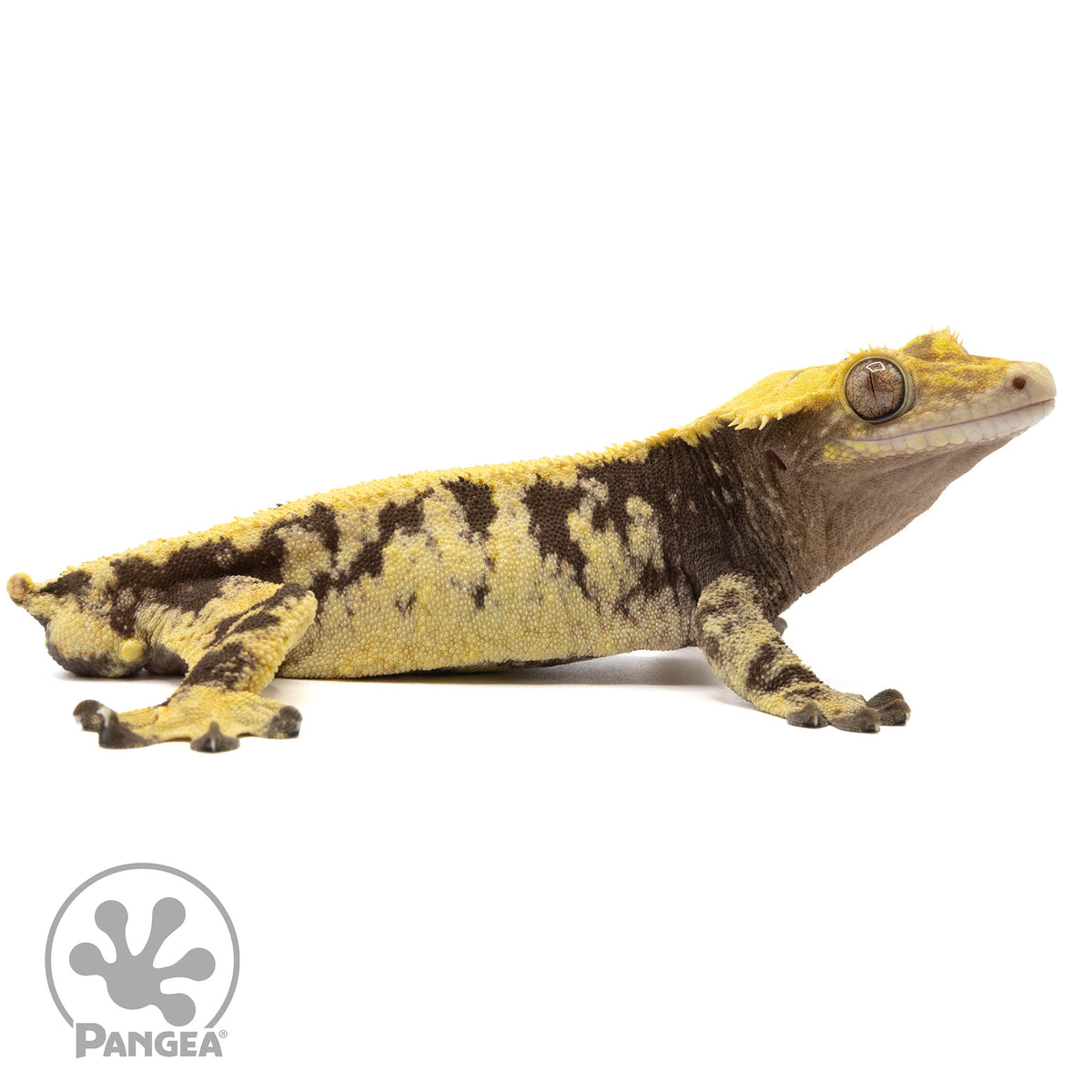 Cr-2284 facing right