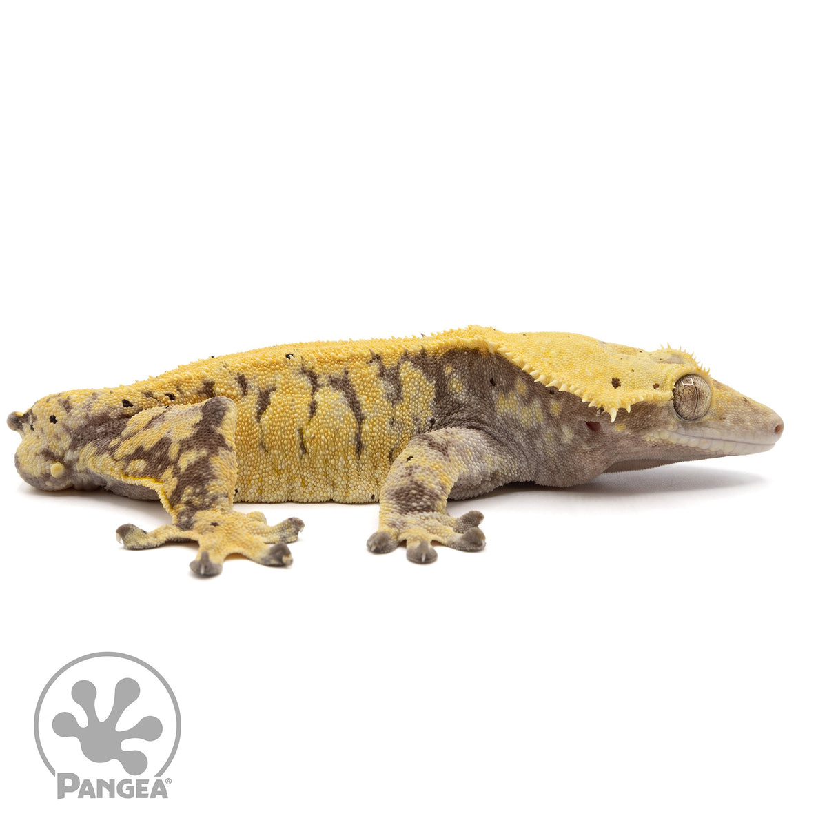 Cr-2285 facing right