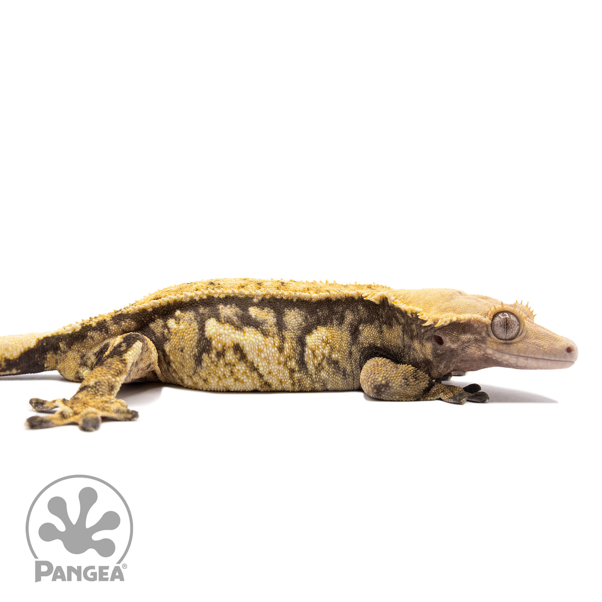 Cr-2287 facing right