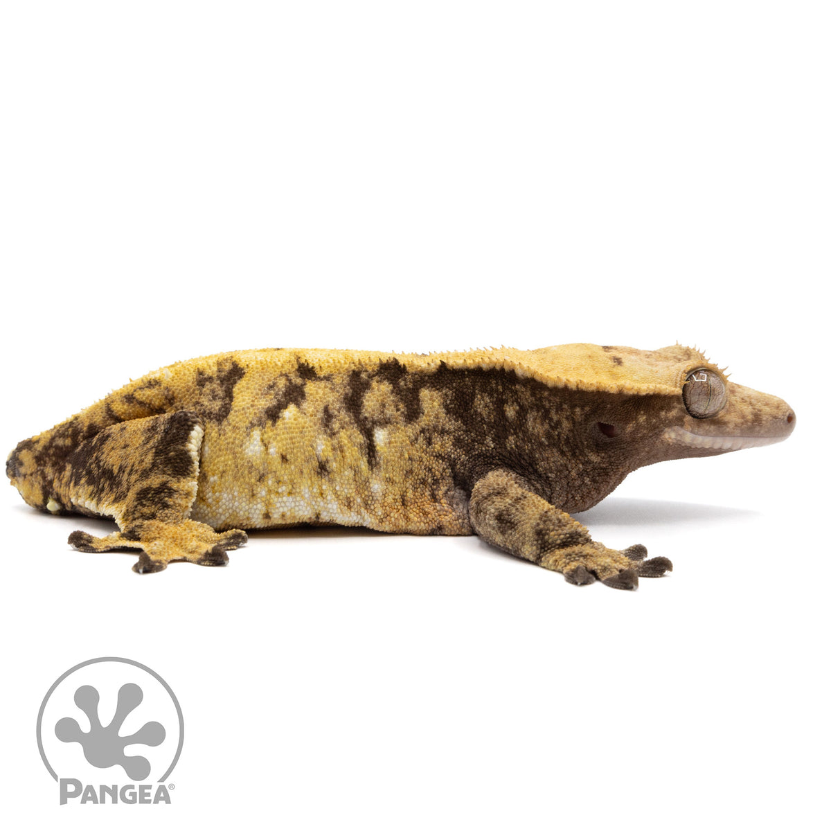 Cr-2288 facing right