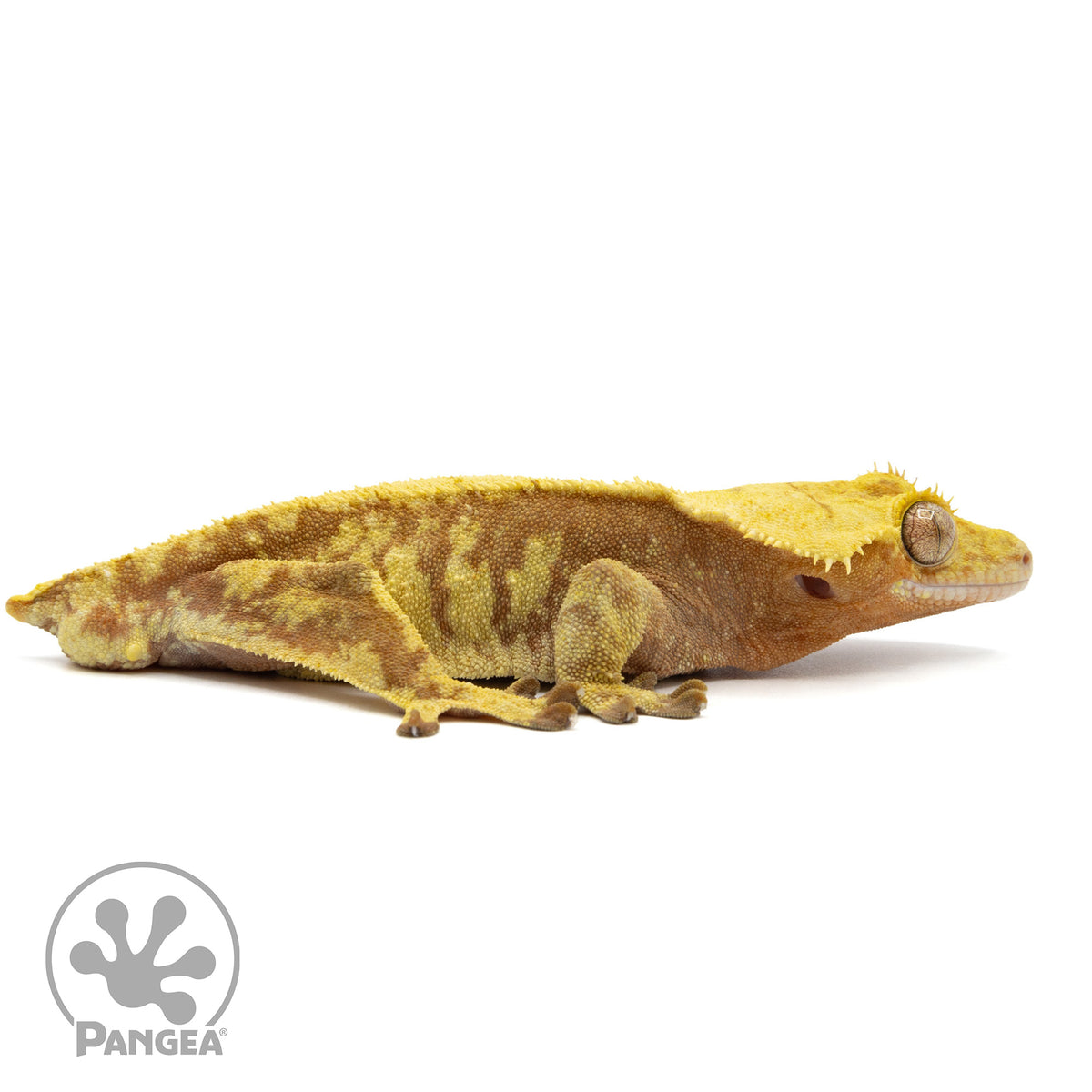 Cr-2289 facing right