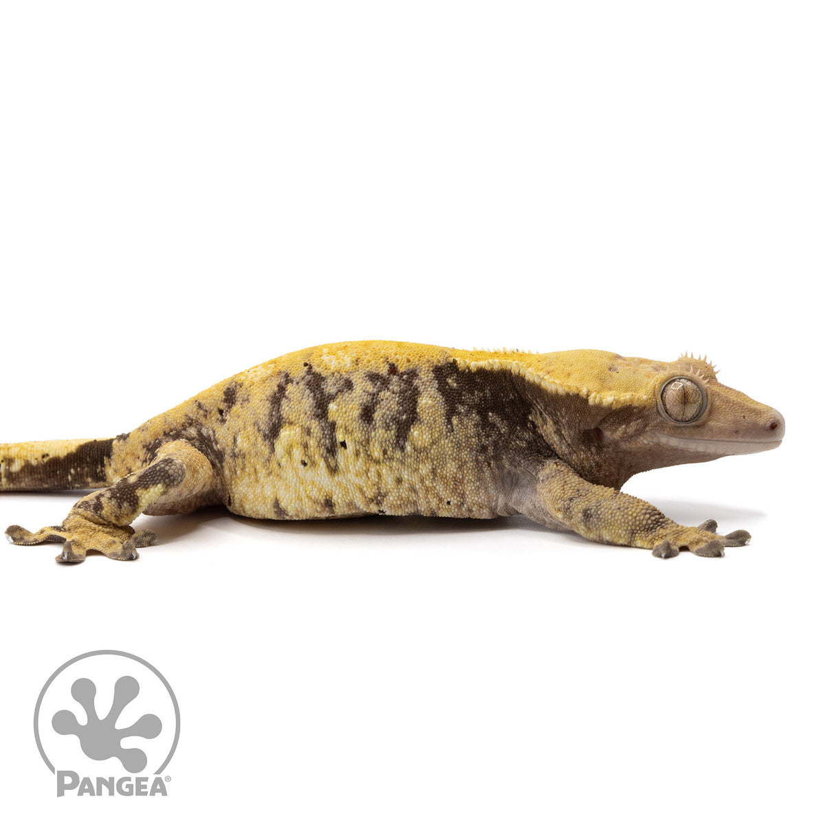 Cr-2291 facing right