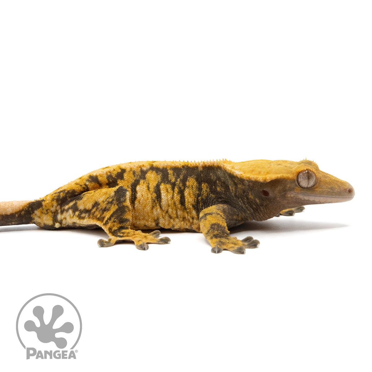 Cr-2295 facing right