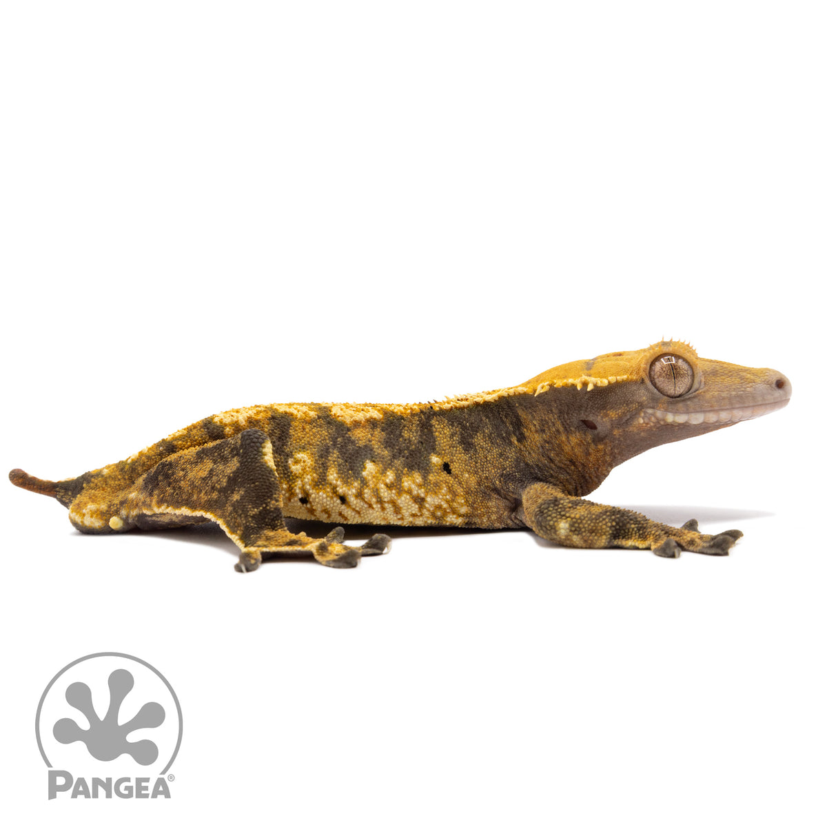 Cr-2299 facing right