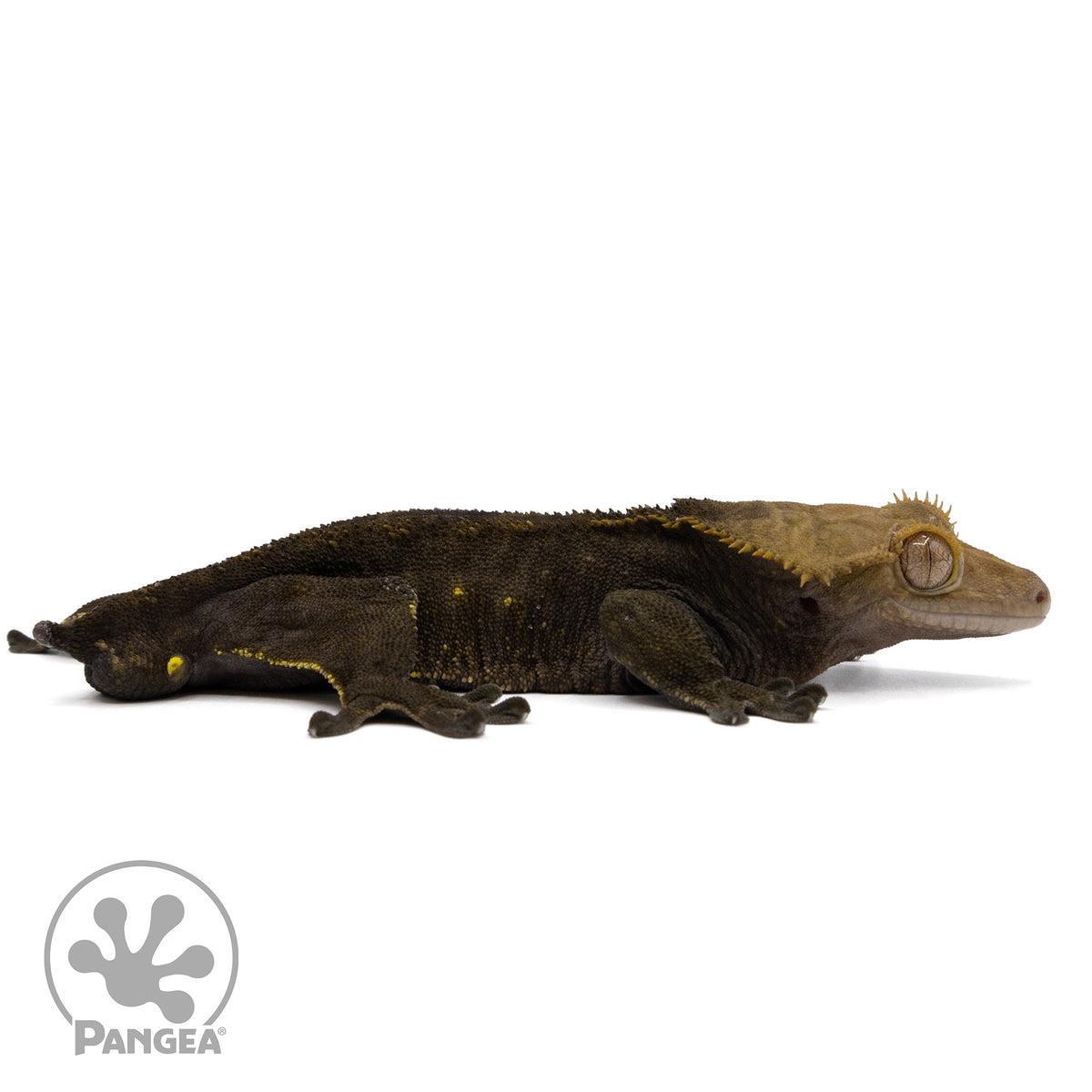 Cr-2309 facing right