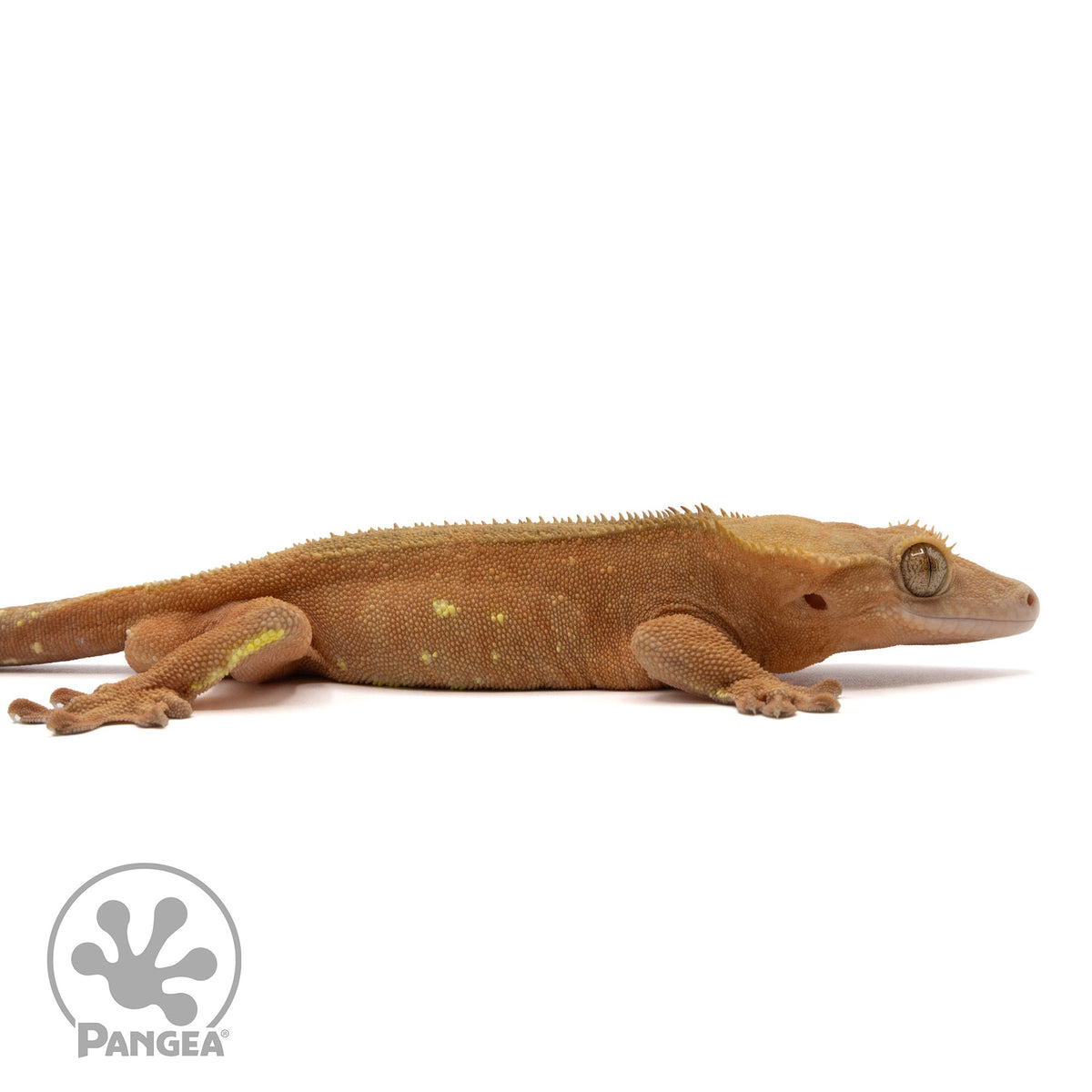 Cr-2310 facing right