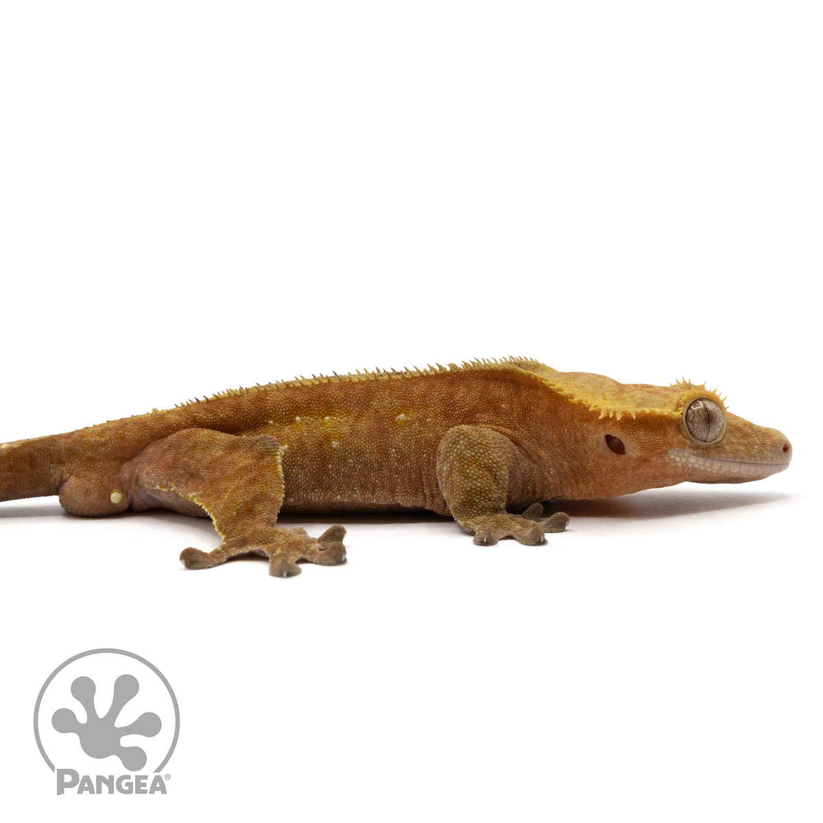 Cr-2311 facing right