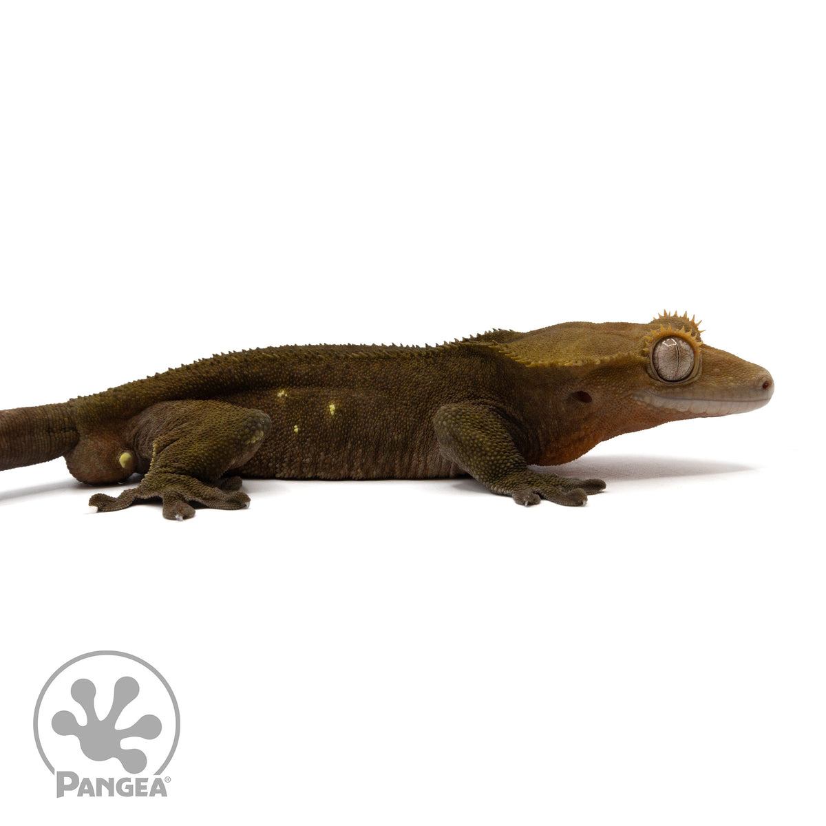 Cr-2314 facing right