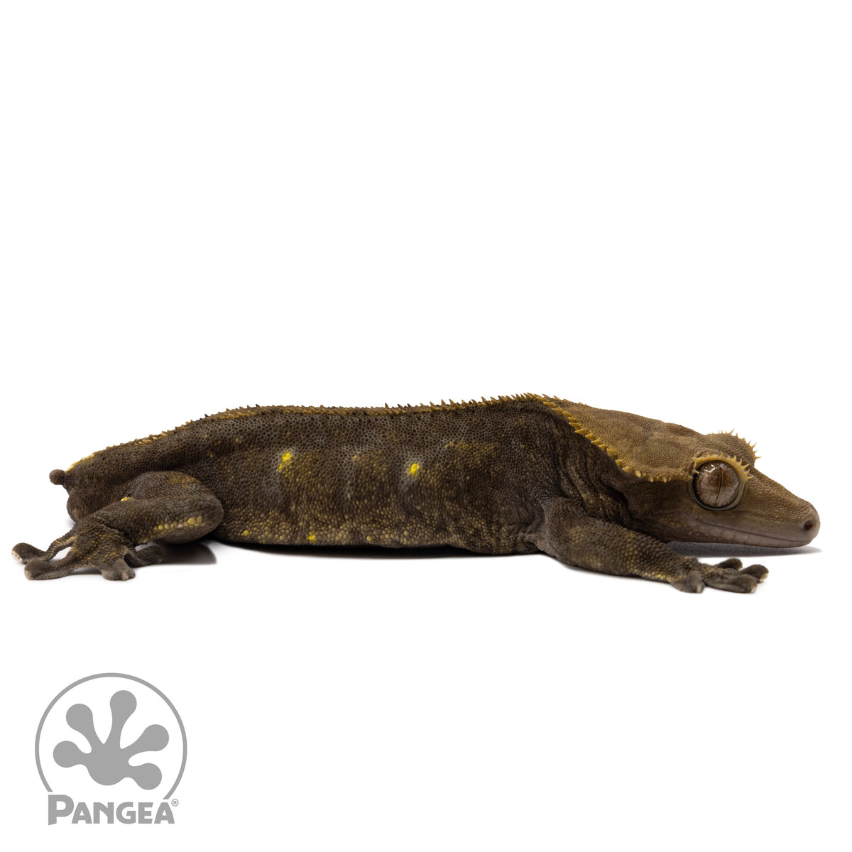 Cr-2324 facing right