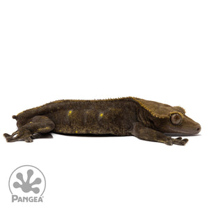 Cr-2324 facing right