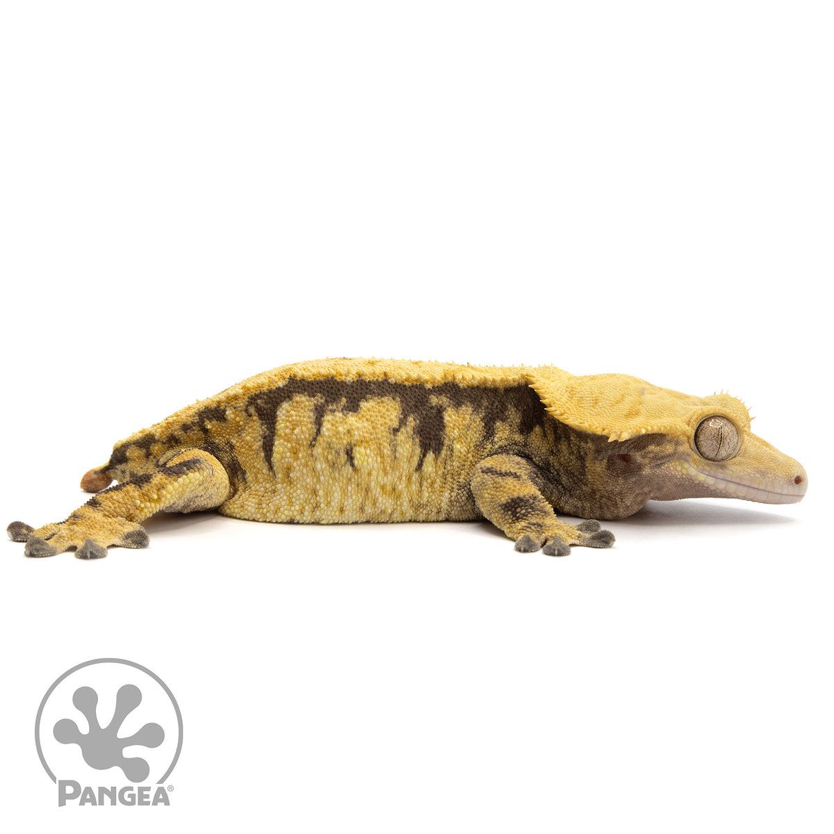 Cr-2336 facing right