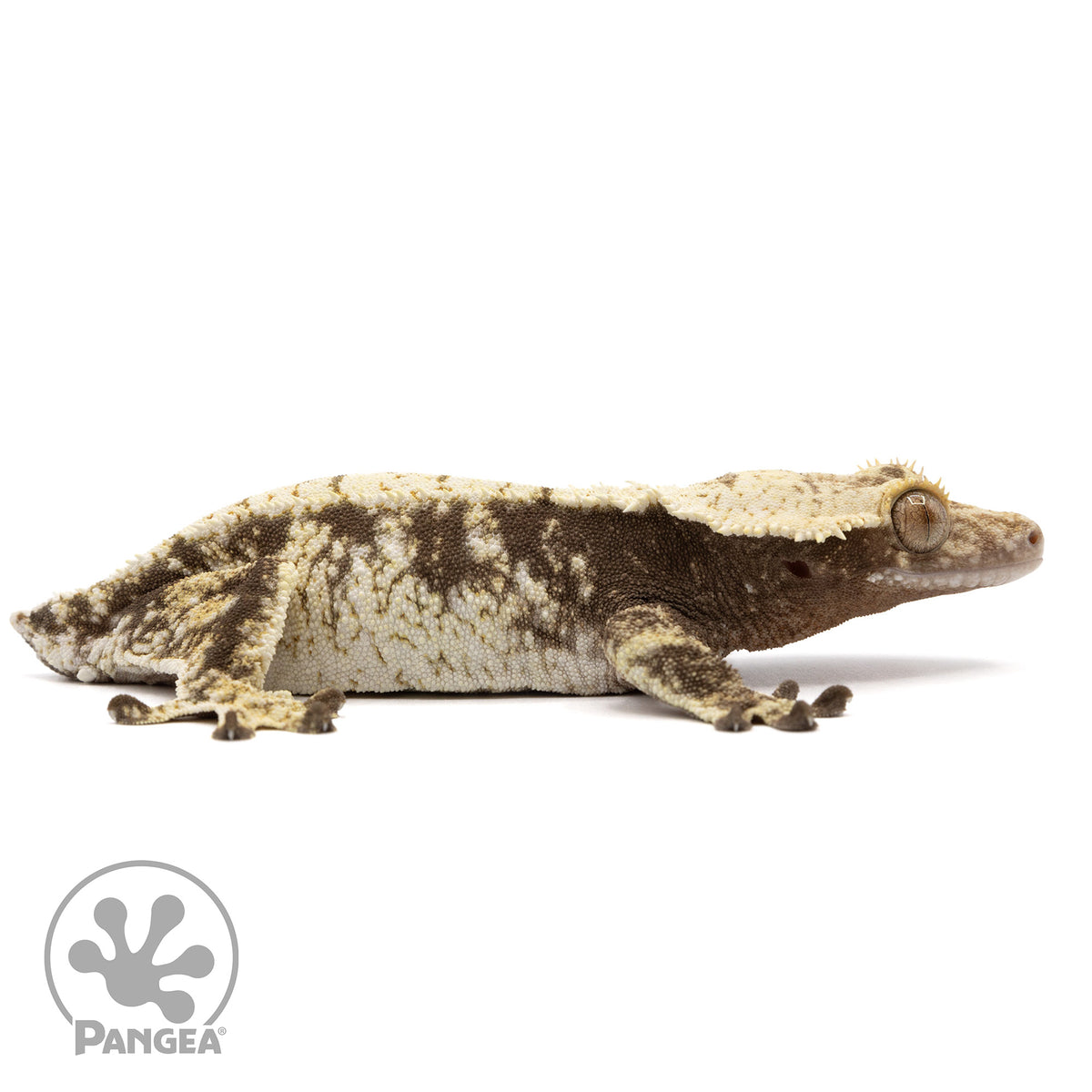 Cr-2337 facing right