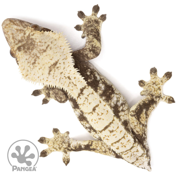Female Extreme Harlequin Crested Gecko | Pangea Reptile | Cr-2337