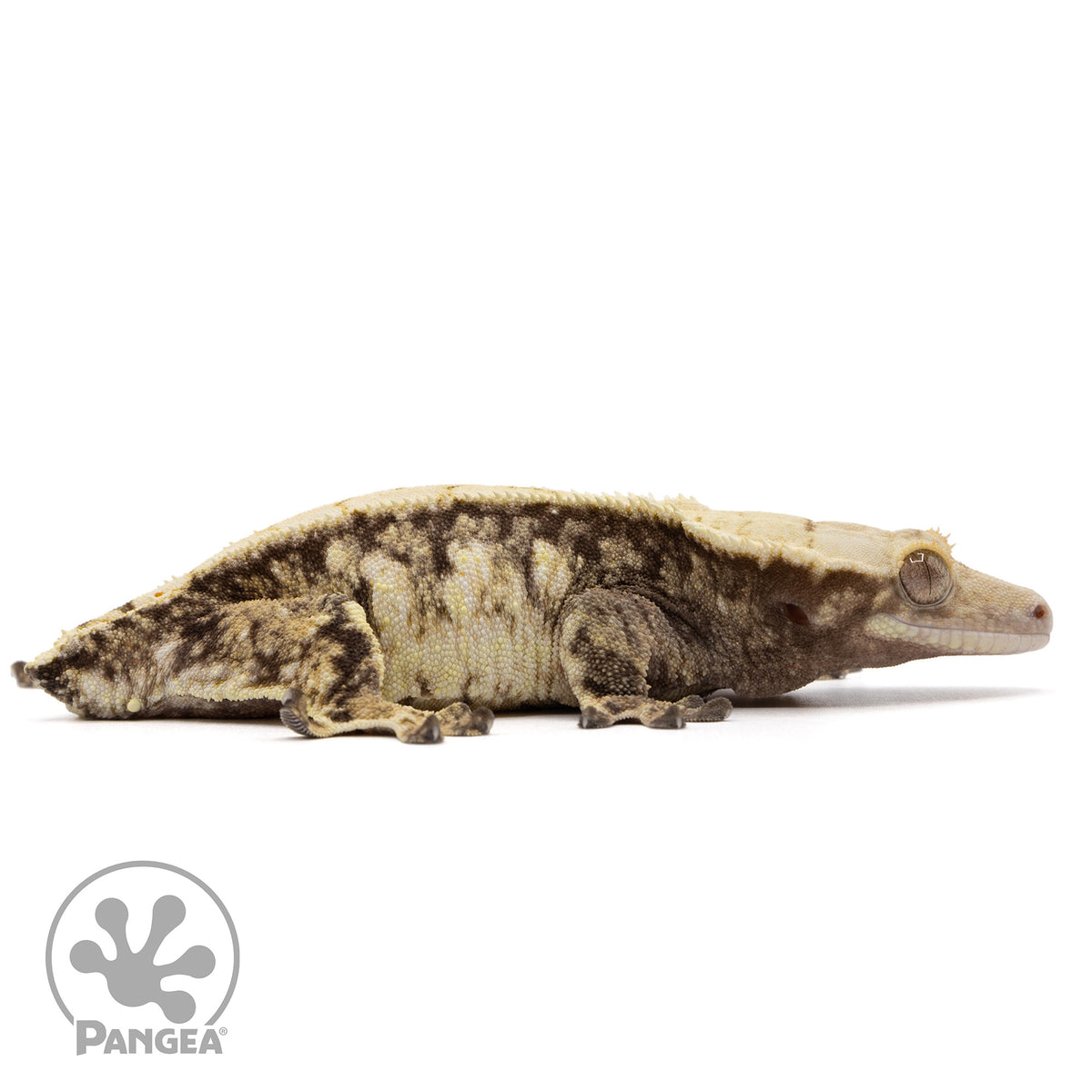 Cr-2341 facing right