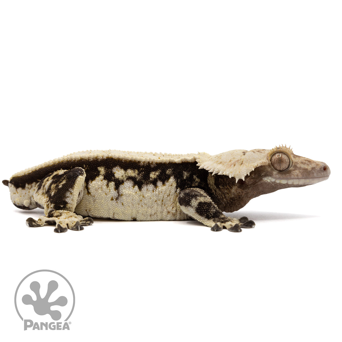 Cr-2345 facing right