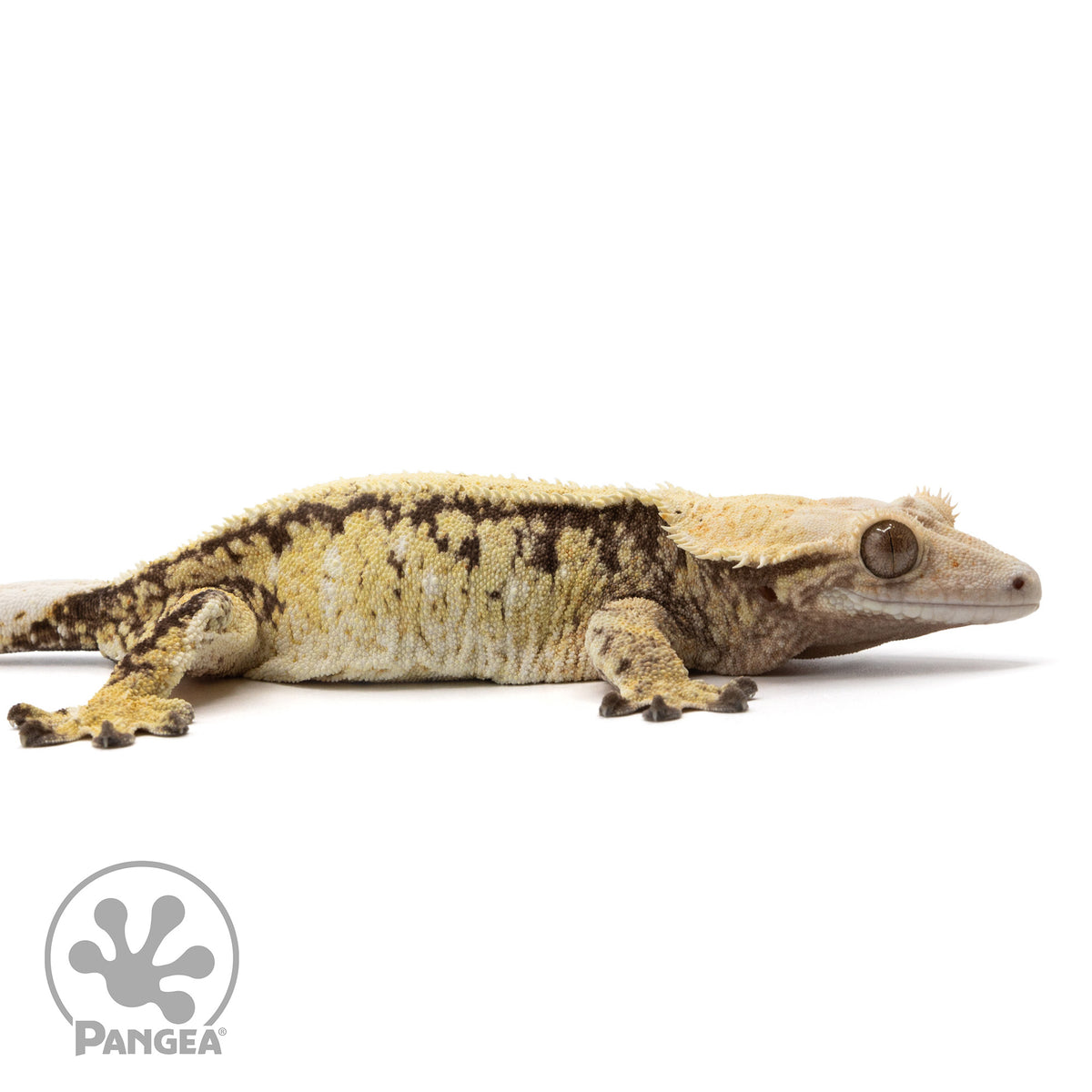 Cr-2347 facing right