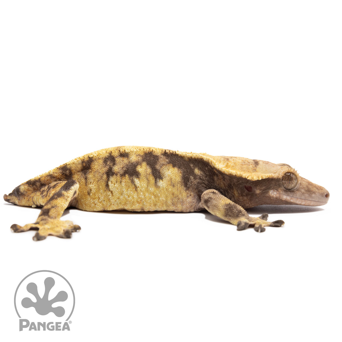 Cr-2348 facing right