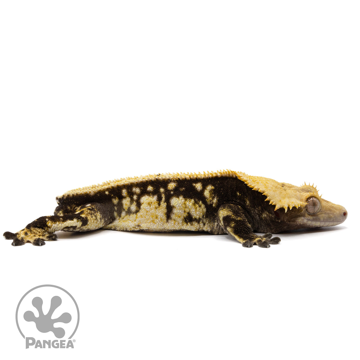 Cr-2350 facing right