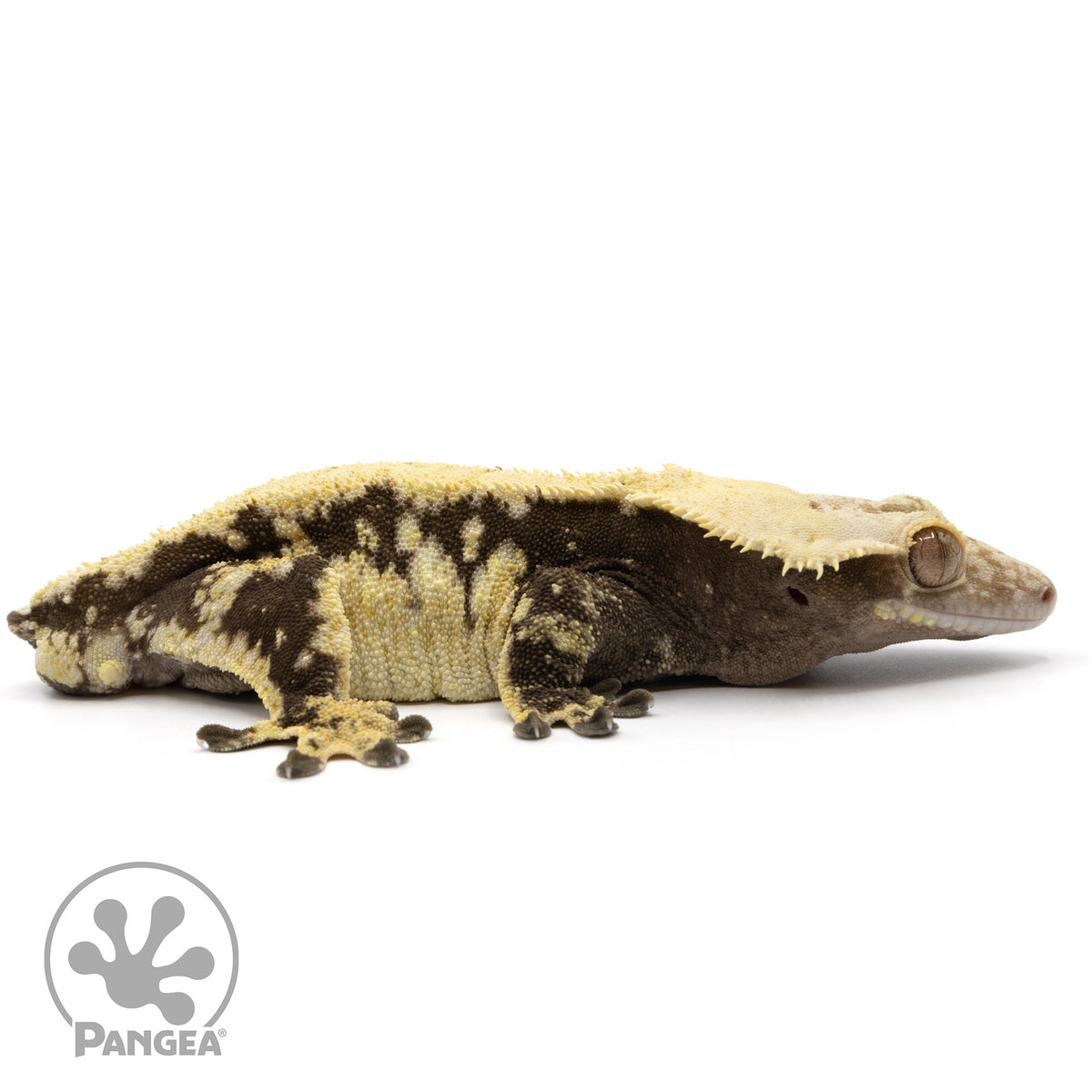 Cr-2352 facing right