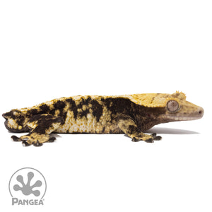 Cr-2354 facing right