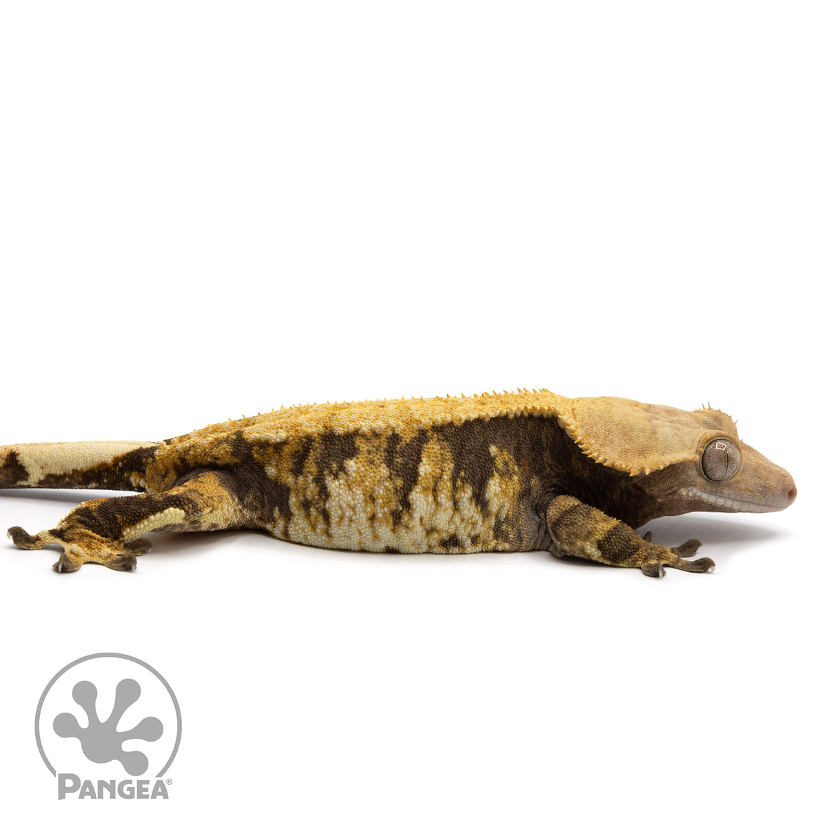 Cr-2360 facing right