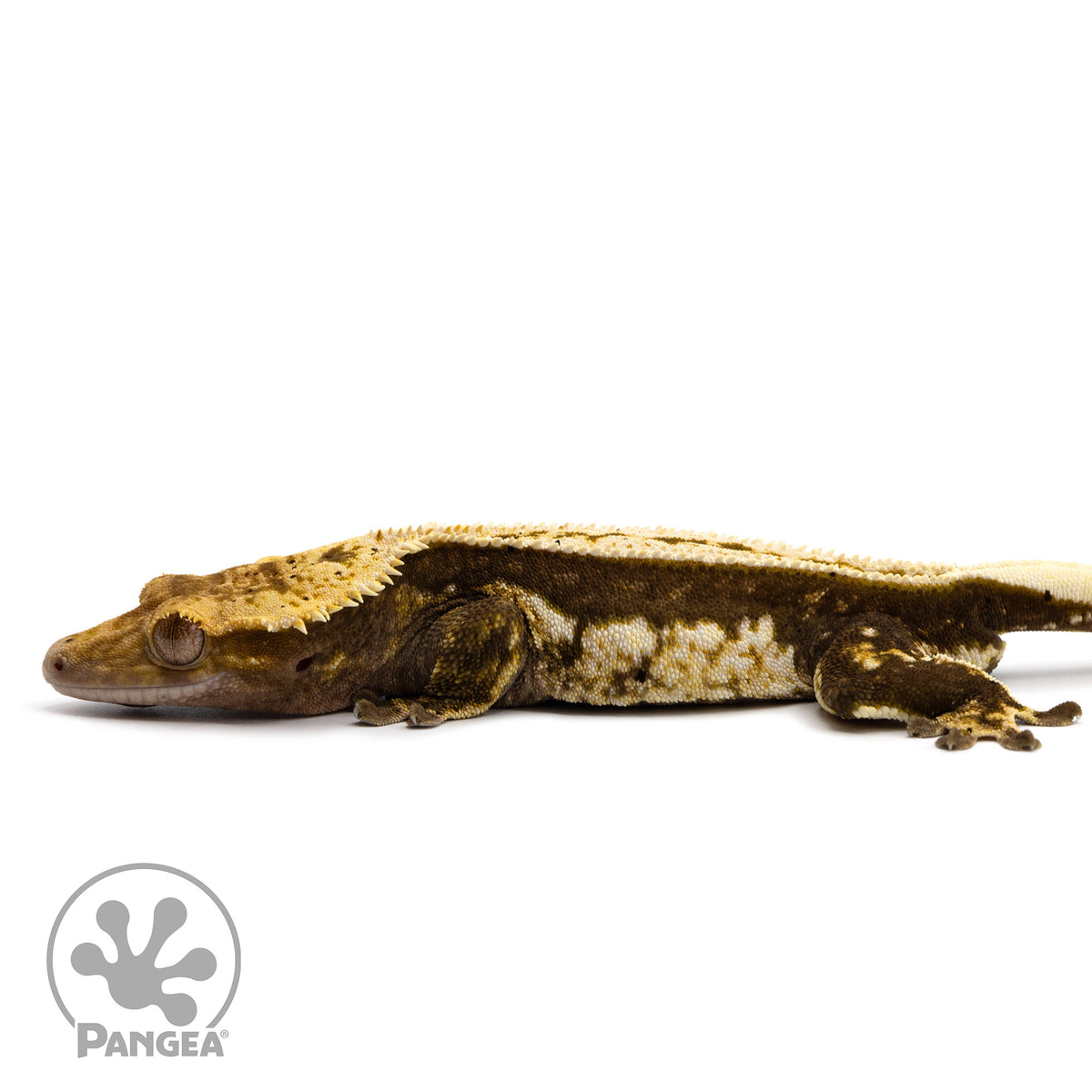 Cr-2361 fired up facing left