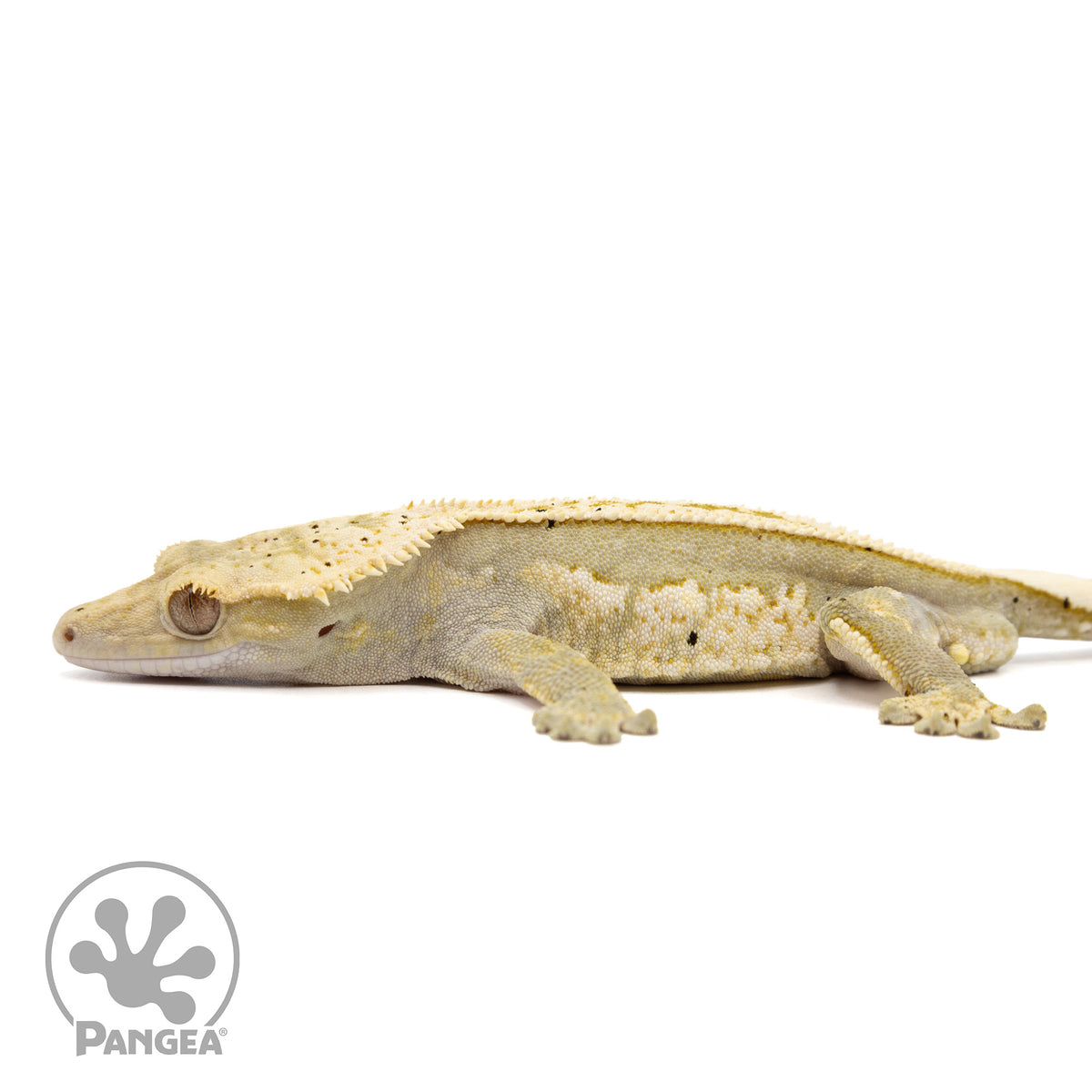  Cr-2361 fired down facing left