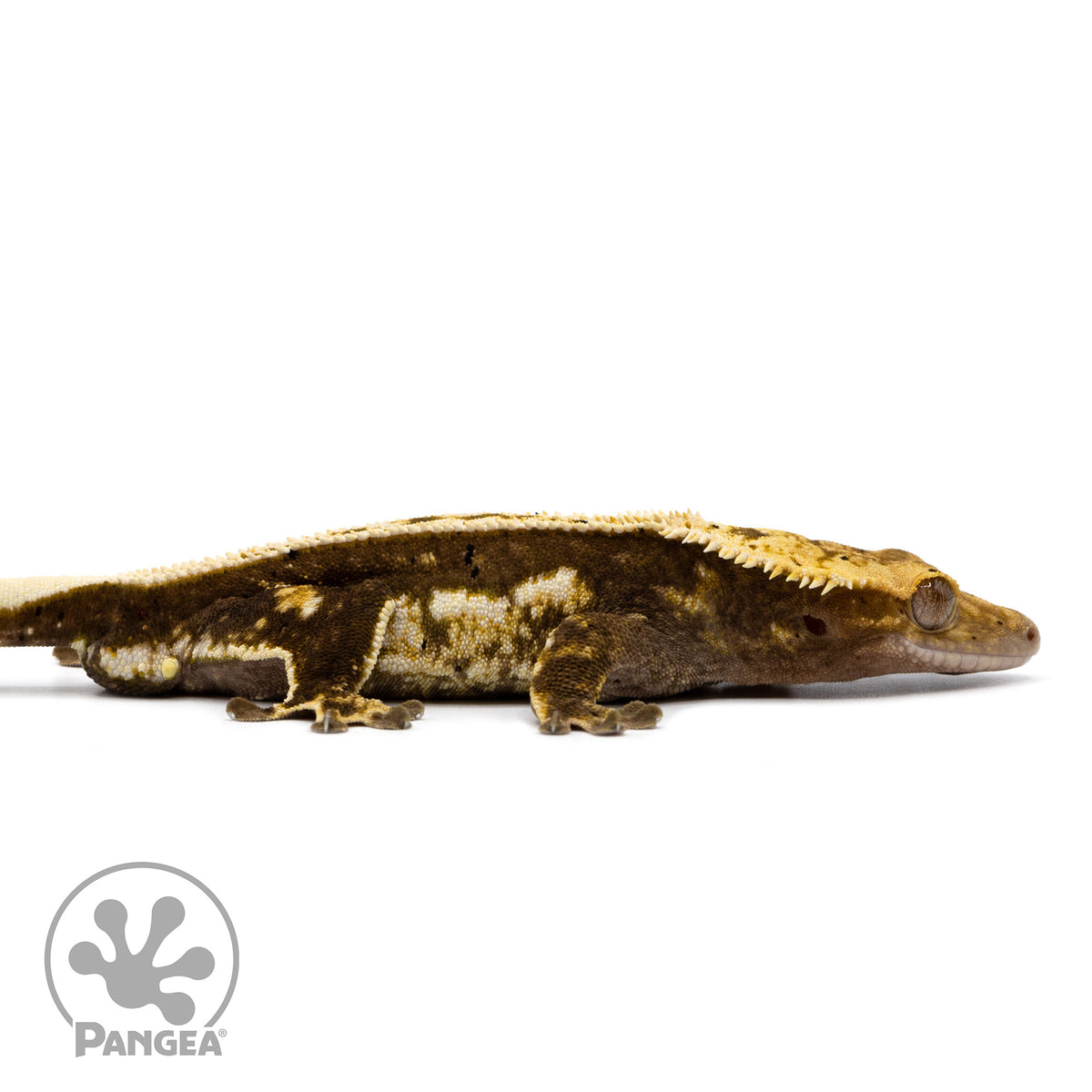 Cr-2361 fired up facing right